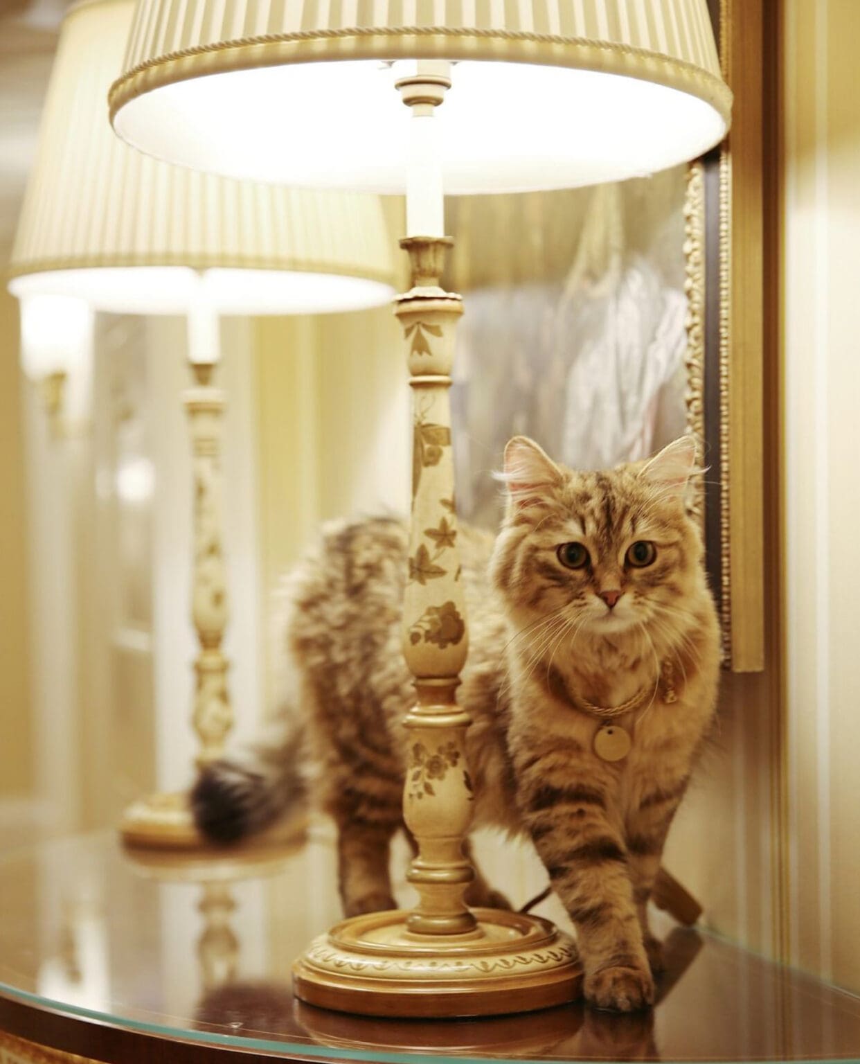 Meet… Lilibet, The Lanesborough’s resident cat Knightsbridge London